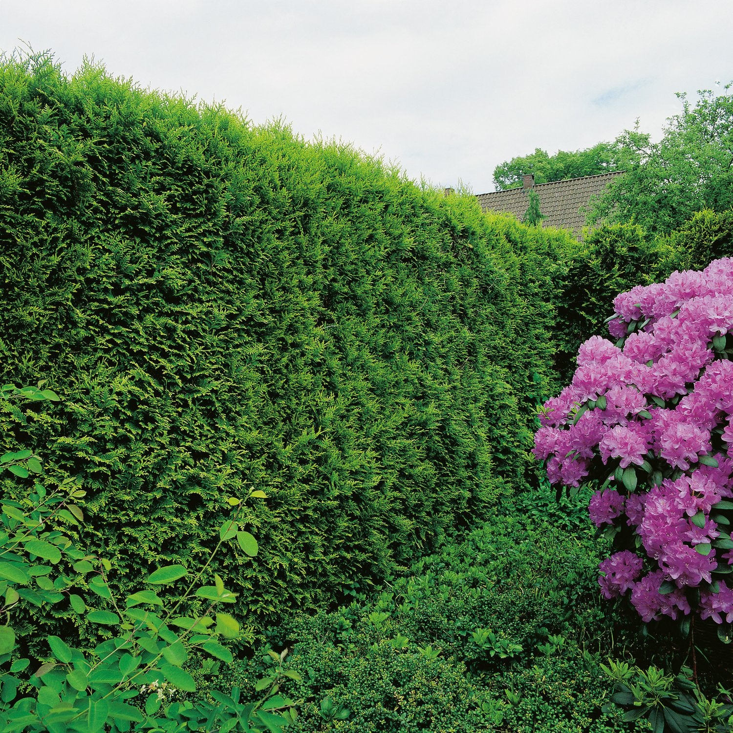 Thuja occ. 'Smaragd', 40-60 cm