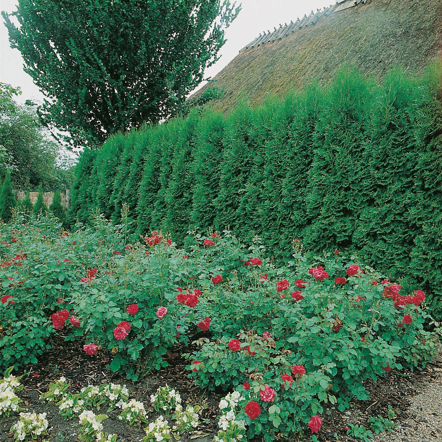 Thuja occ. 'Smaragd', 80-100 cm