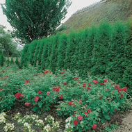Thuja occ. 'Smaragd', 80-100 cm