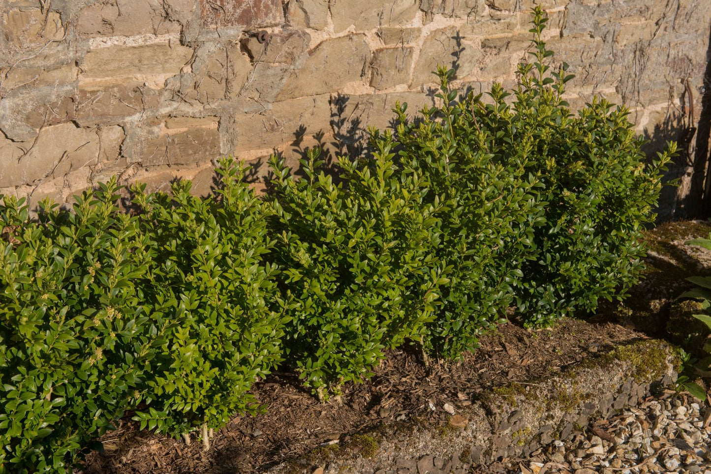 Buxus microphylla 'Faulkner', 15-20 cm