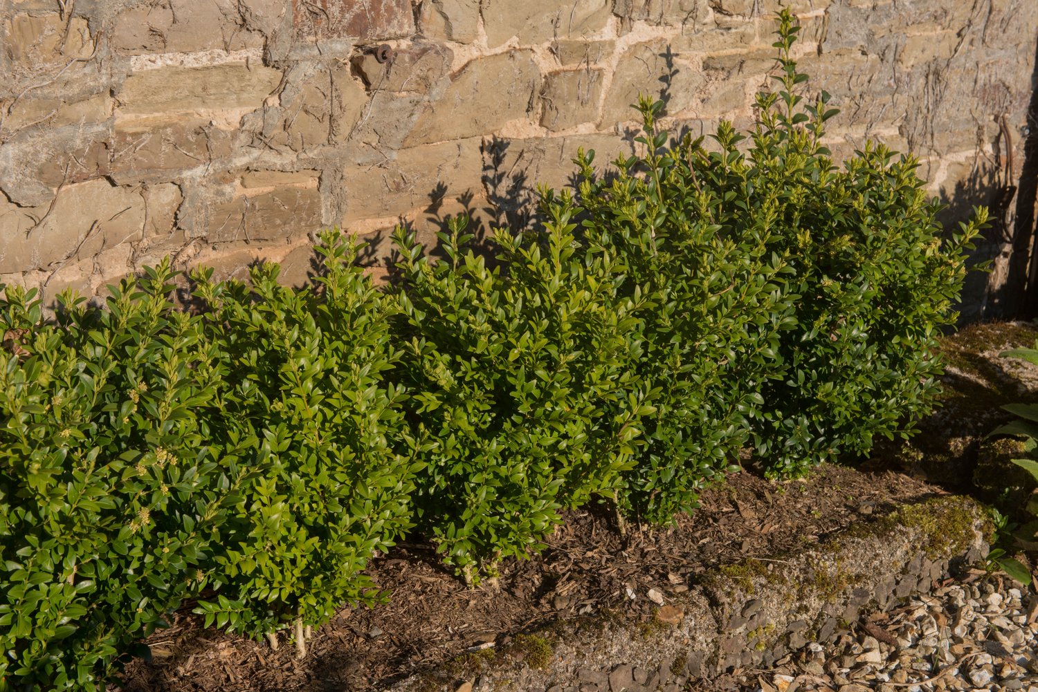 Buxus microphylla 'Faulkner', 15-20 cm