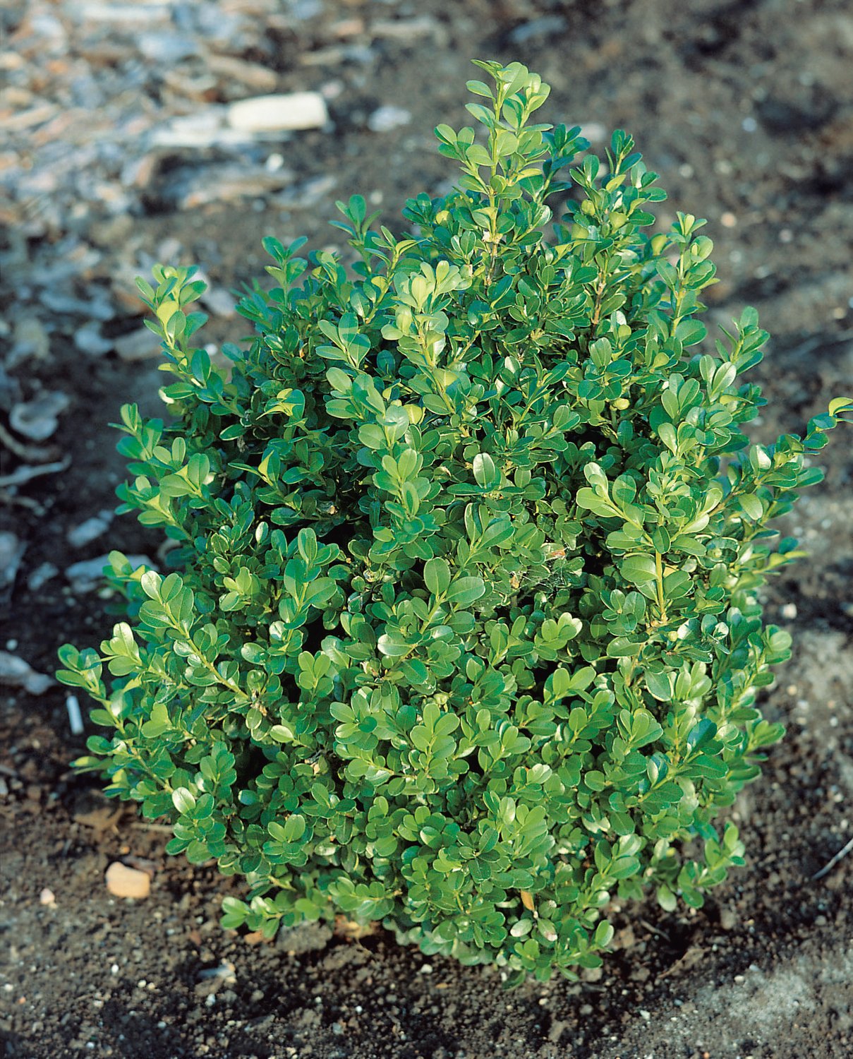 Buxus microphylla 'Faulkner', 20-30 cm