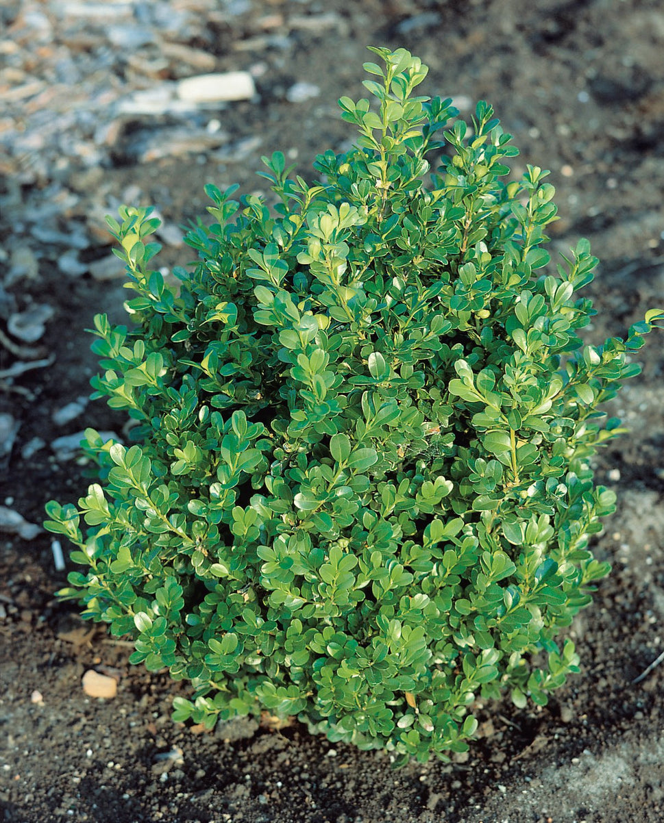 Buxus microphylla 'Faulkner', 20-30 cm