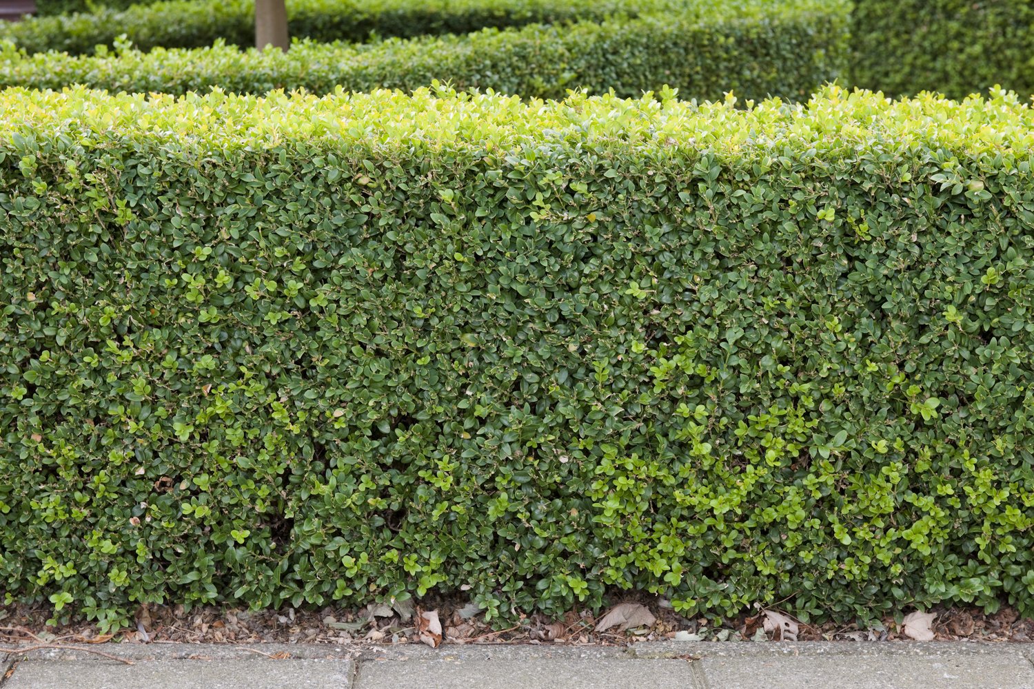 Buxus sempervirens, 15-20 cm