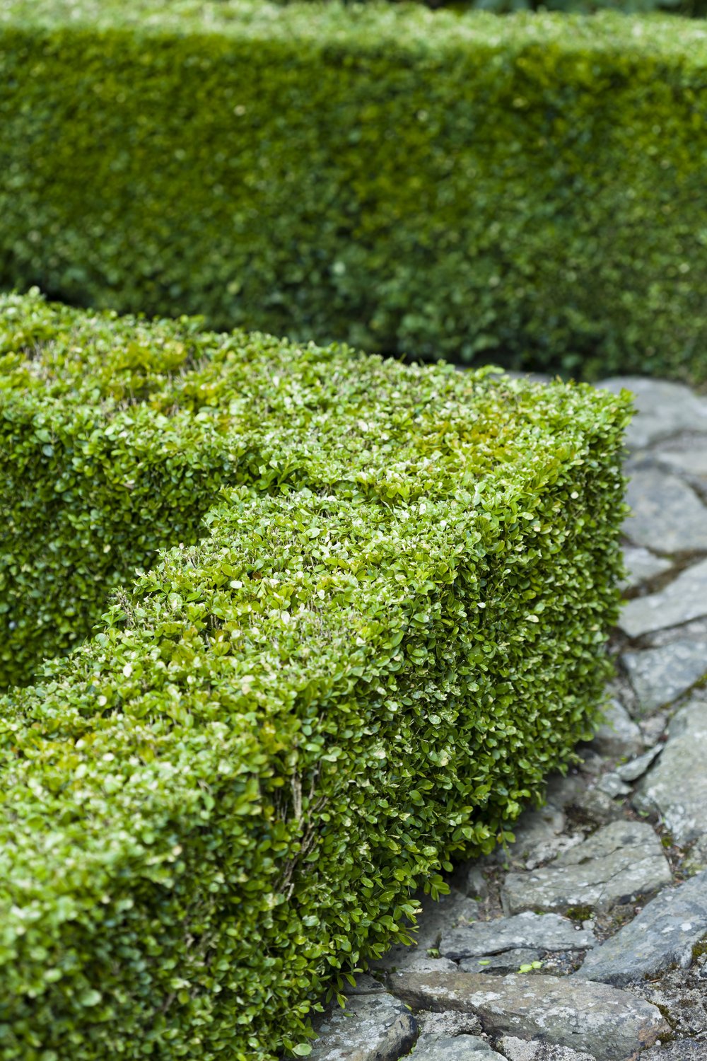Buxus sempervirens, 15-20 cm