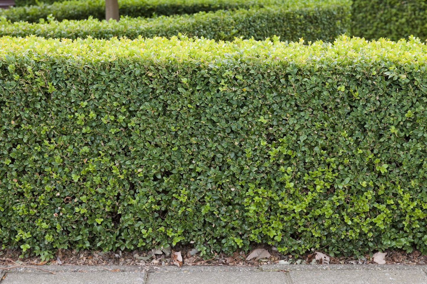 Buxus sempervirens, 30-40 cm