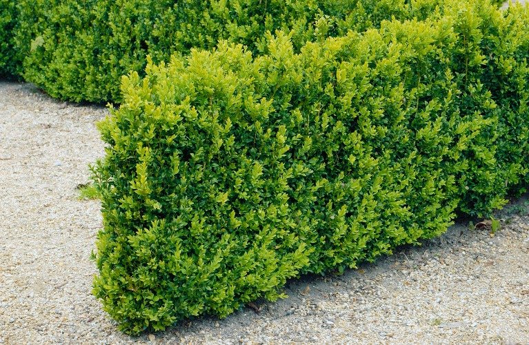 Buxus sempervirens, 30-40 cm