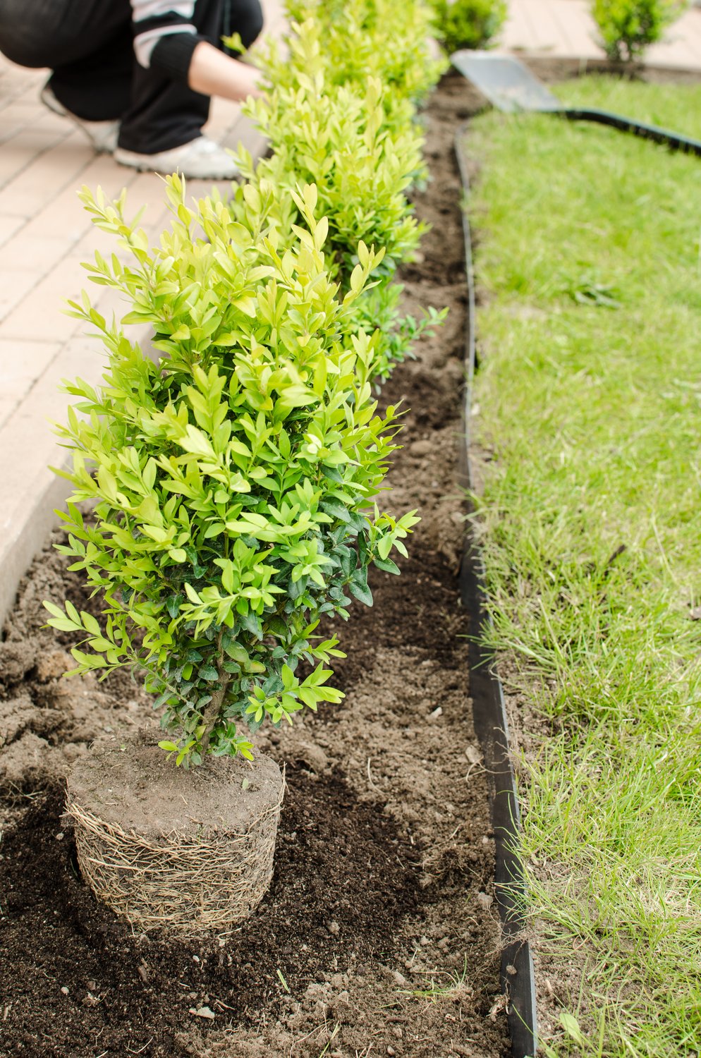 Buxus sempervirens, 30-40 cm