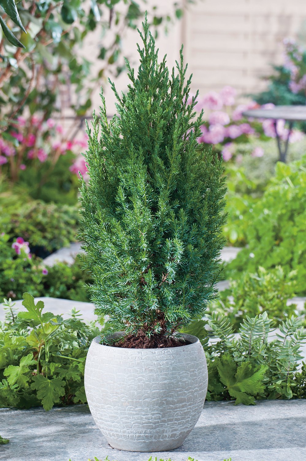 Juniperus chinensis 'Stricta', 30-40 cm