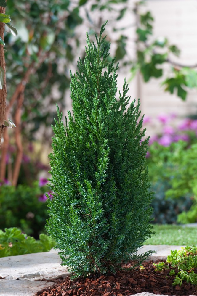 Juniperus chinensis 'Stricta', 30-40 cm