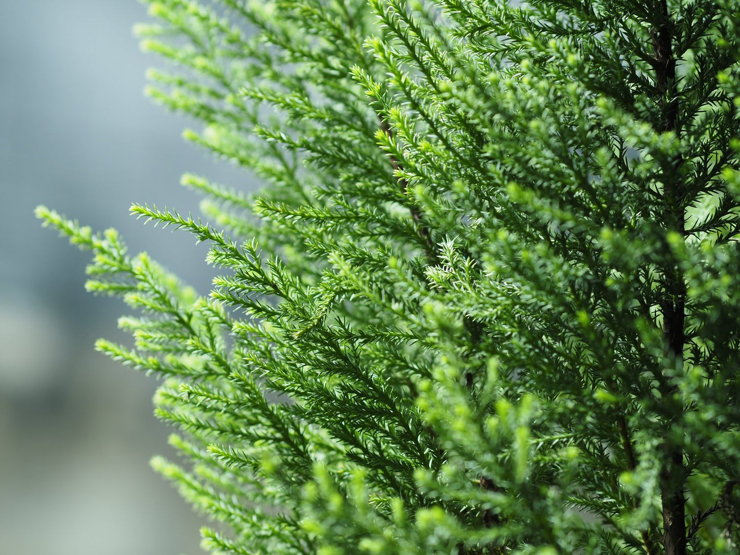 Juniperus chinensis 'Stricta', 30-40 cm