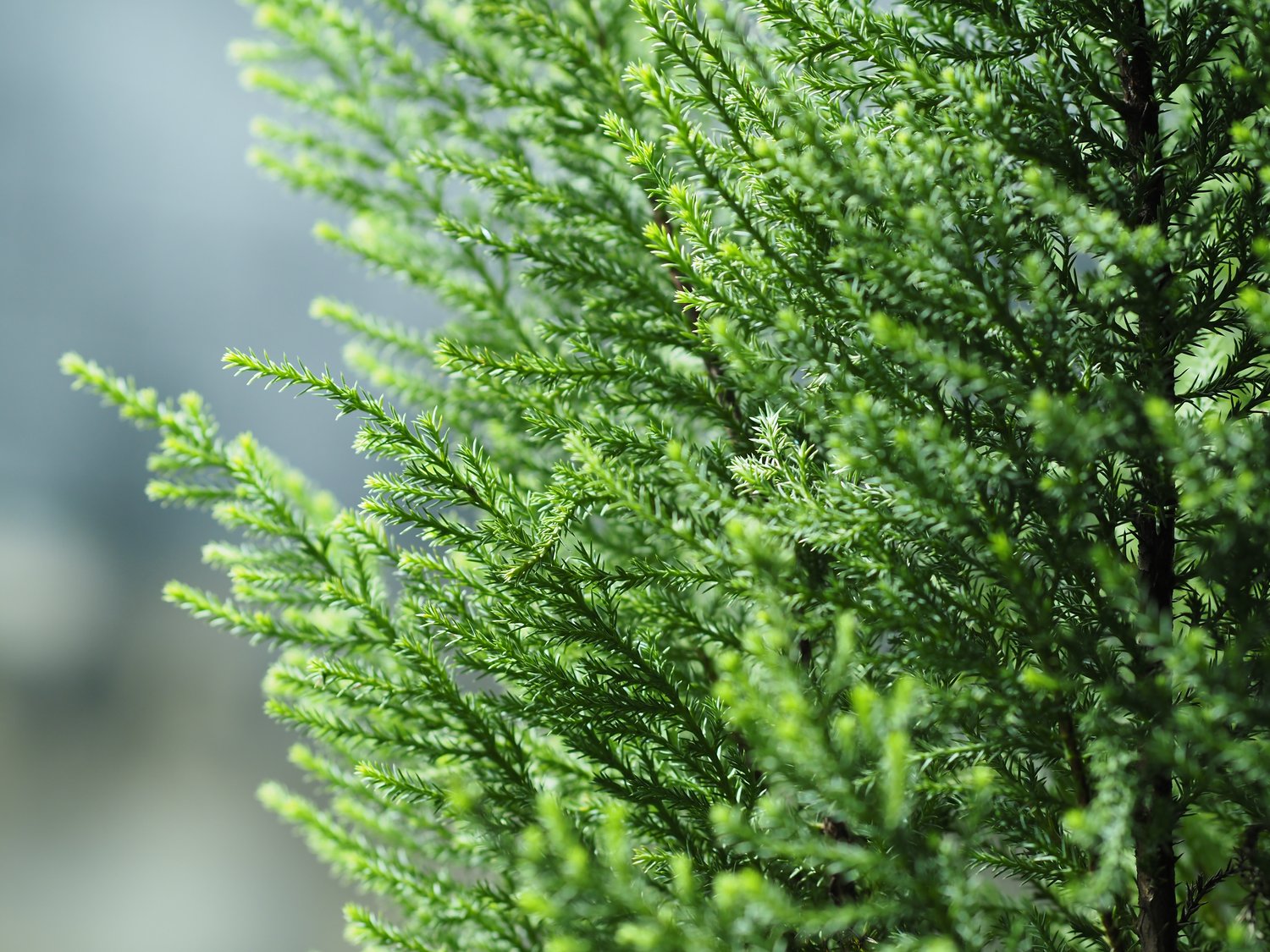 Juniperus chinensis 'Stricta', 30-40 cm