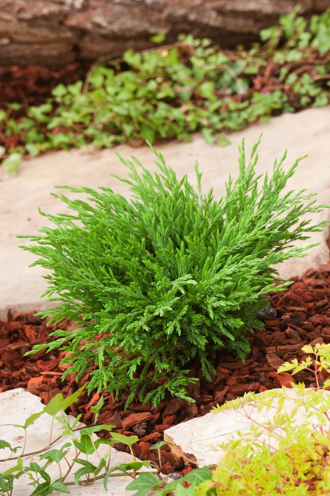 Juniperus horizontalis 'Andorra Compact', 30-40 cm