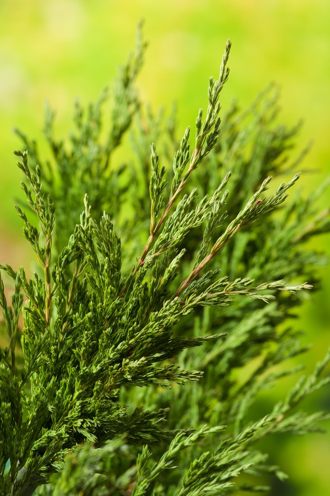 Juniperus horizontalis 'Andorra Compact', 30-40 cm