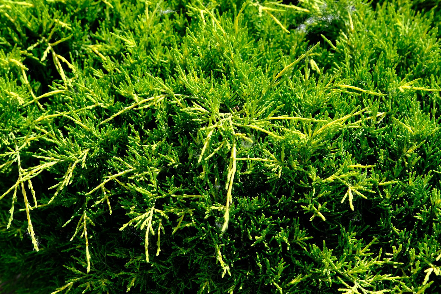 Juniperus horizontalis 'Andorra Compact', 30-40 cm