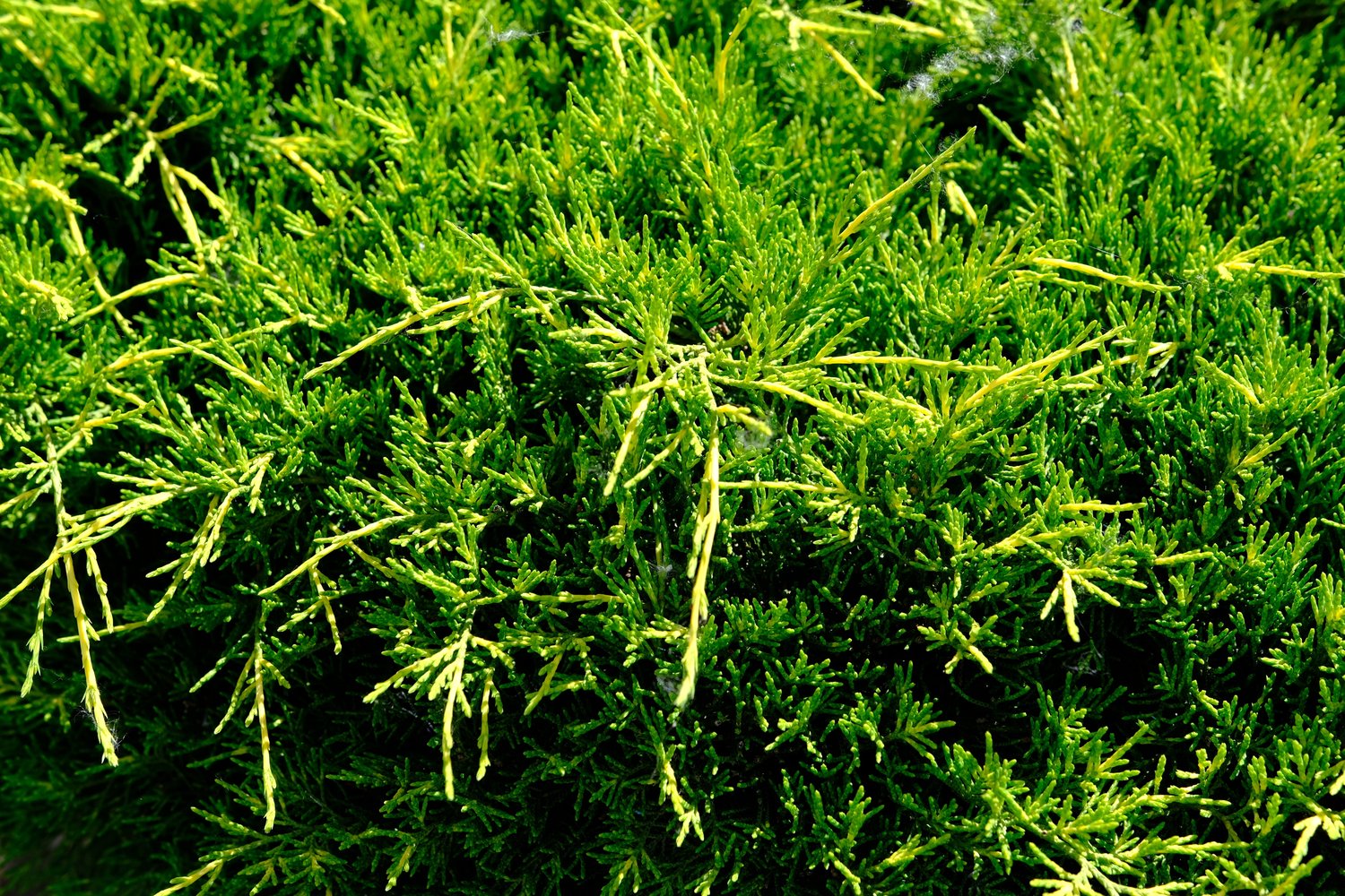 Juniperus horizontalis 'Andorra Compact', 30-40 cm