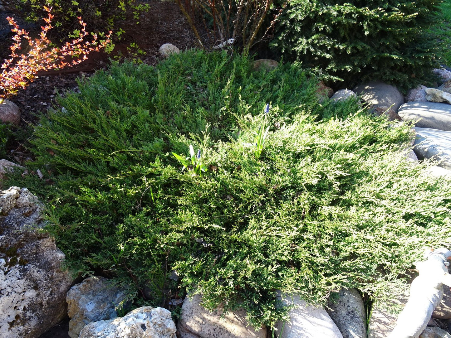 Juniperus horizontalis 'Andorra Compact', 30-40 cm