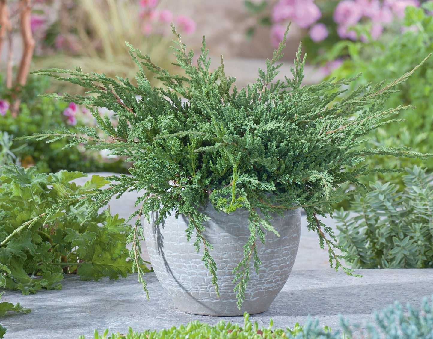 Juniperus horizontalis 'Prince of Wales', 30-40 cm
