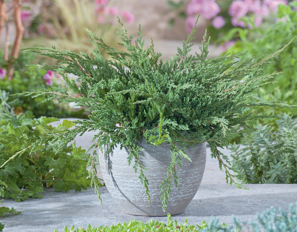 Juniperus horizontalis 'Prince of Wales', 30-40 cm