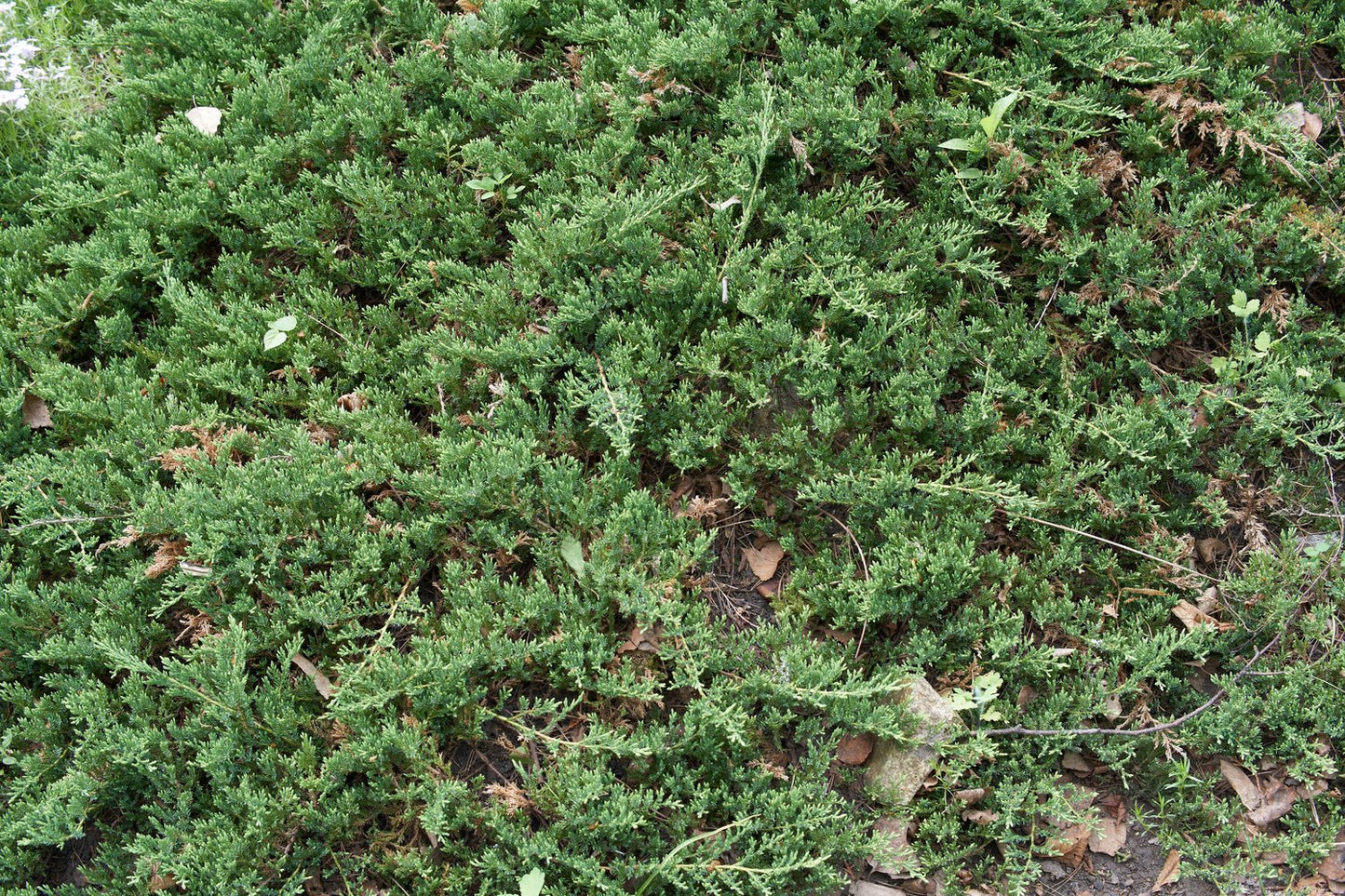 Juniperus horizontalis 'Prince of Wales', 30-40 cm