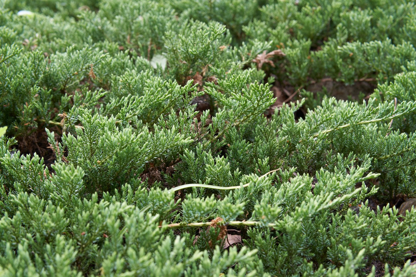 Juniperus horizontalis 'Prince of Wales', 30-40 cm
