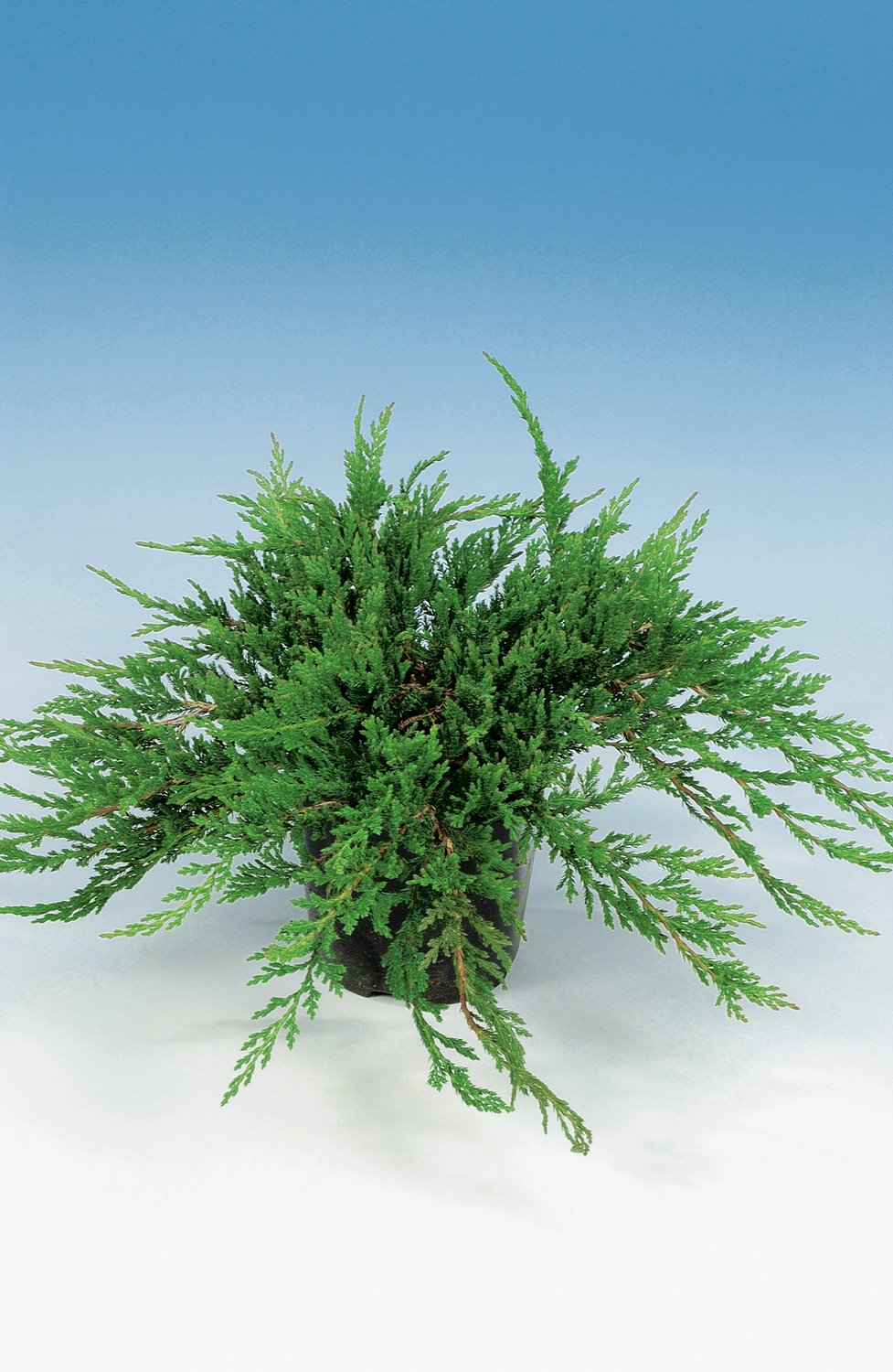 Juniperus horizontalis 'Prince of Wales', 30-40 cm