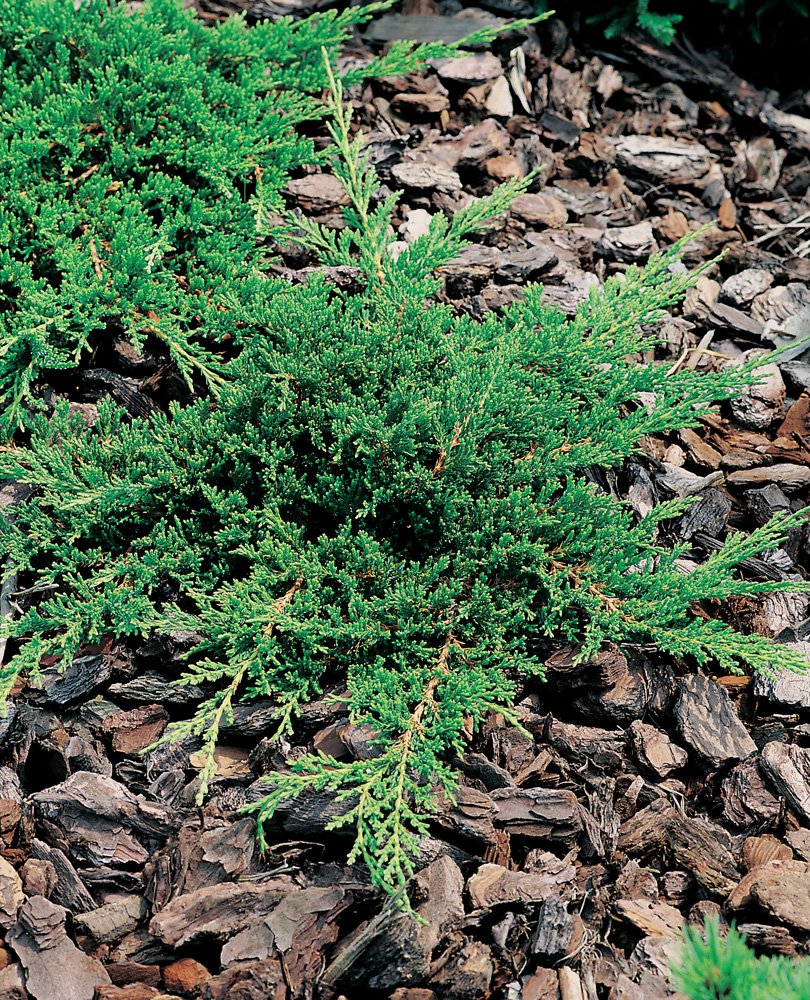 Juniperus horizontalis 'Prince of Wales', 30-40 cm