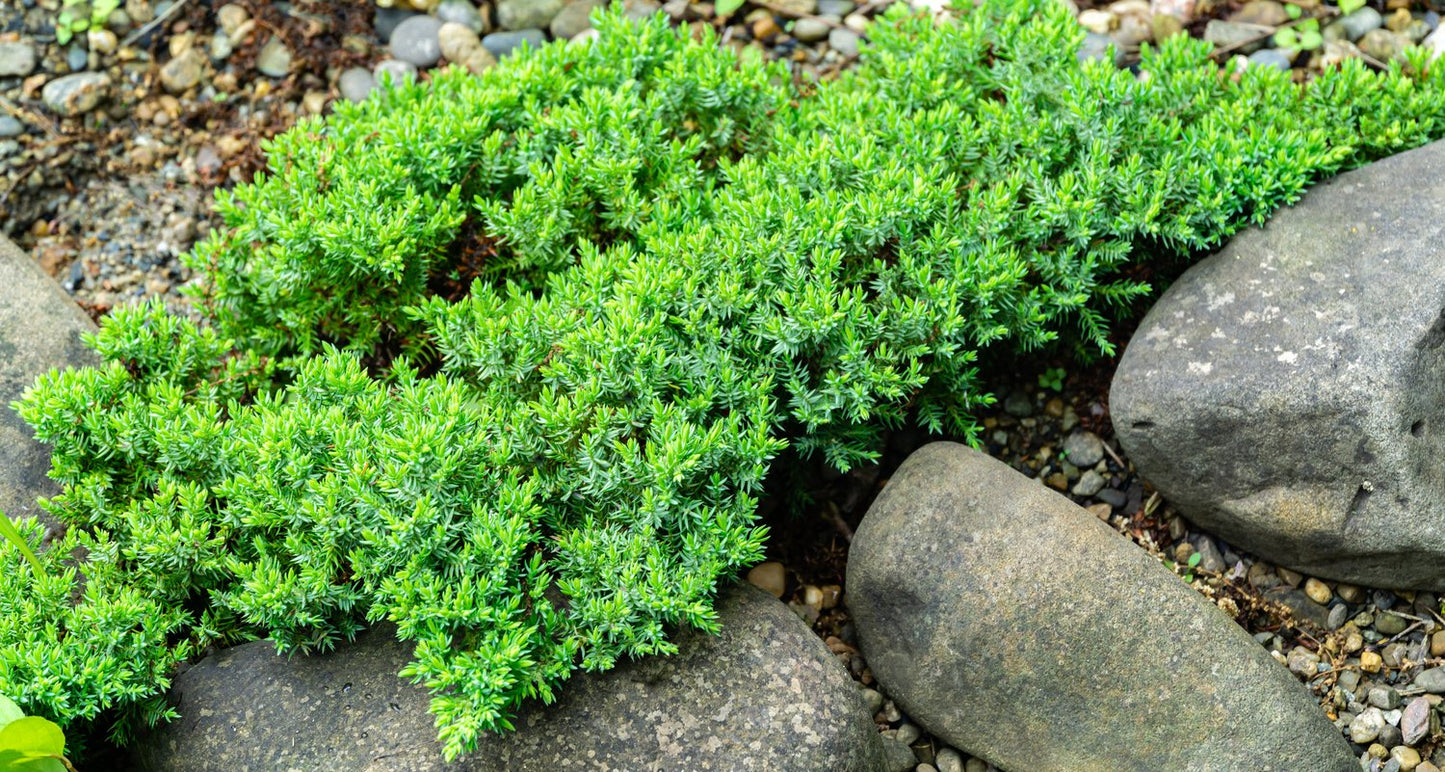 Juniperus procumbens 'Nana', 25-30 cm