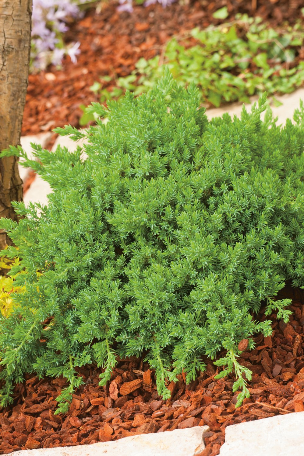 Juniperus procumbens 'Nana', 25-30 cm