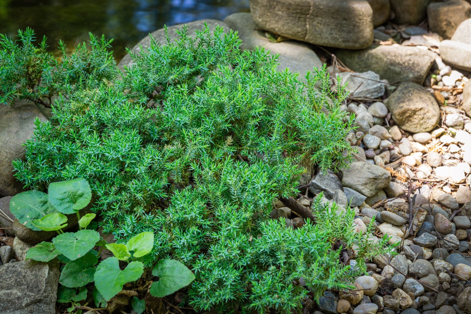 Juniperus procumbens 'Nana', 25-30 cm