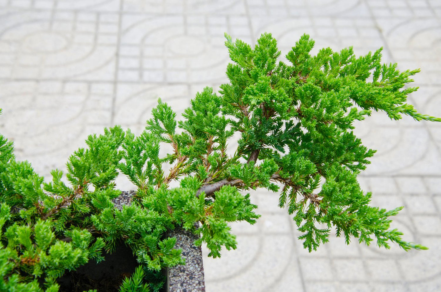 Juniperus procumbens 'Nana', 25-30 cm