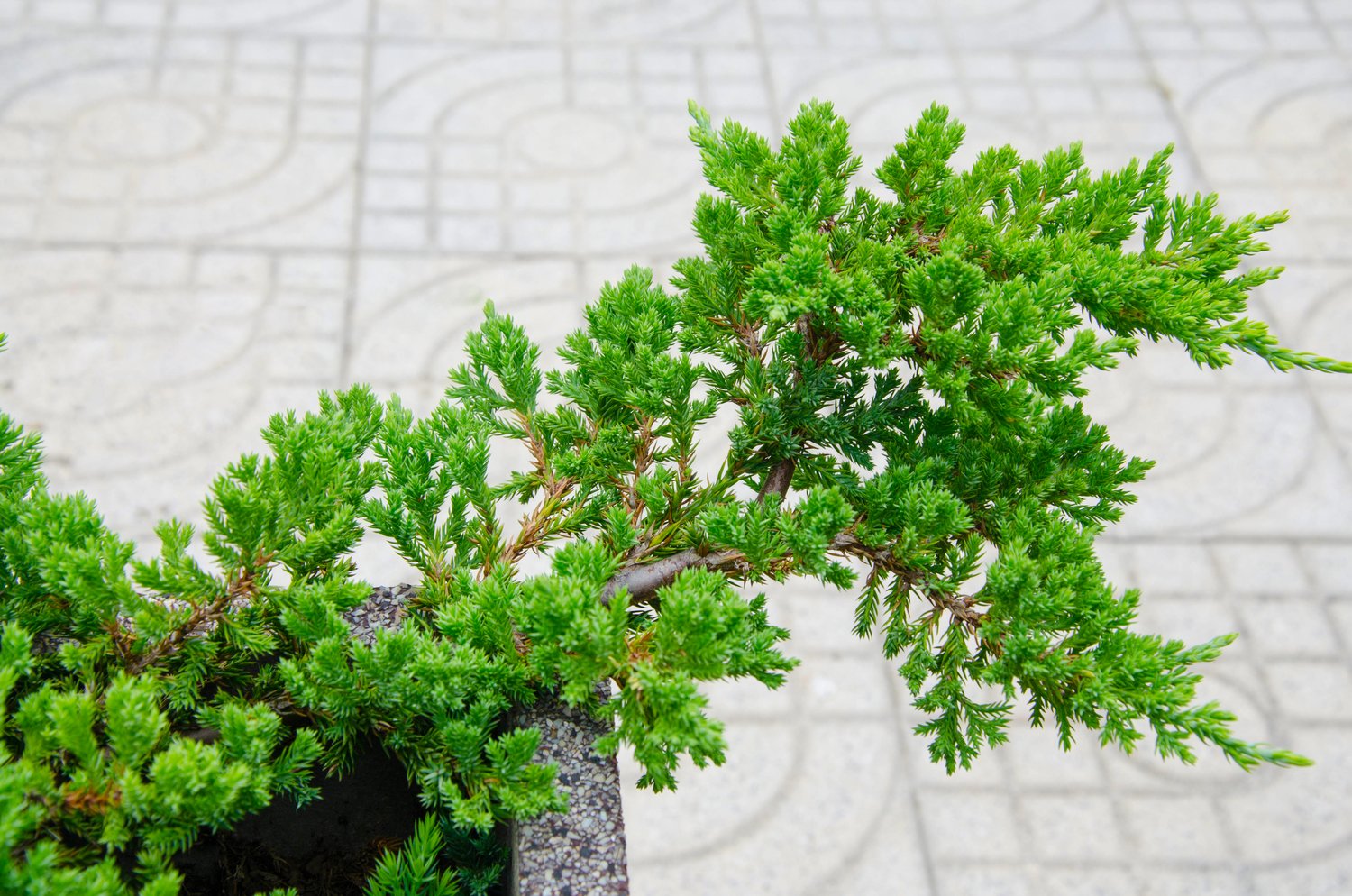 Juniperus procumbens 'Nana', 25-30 cm
