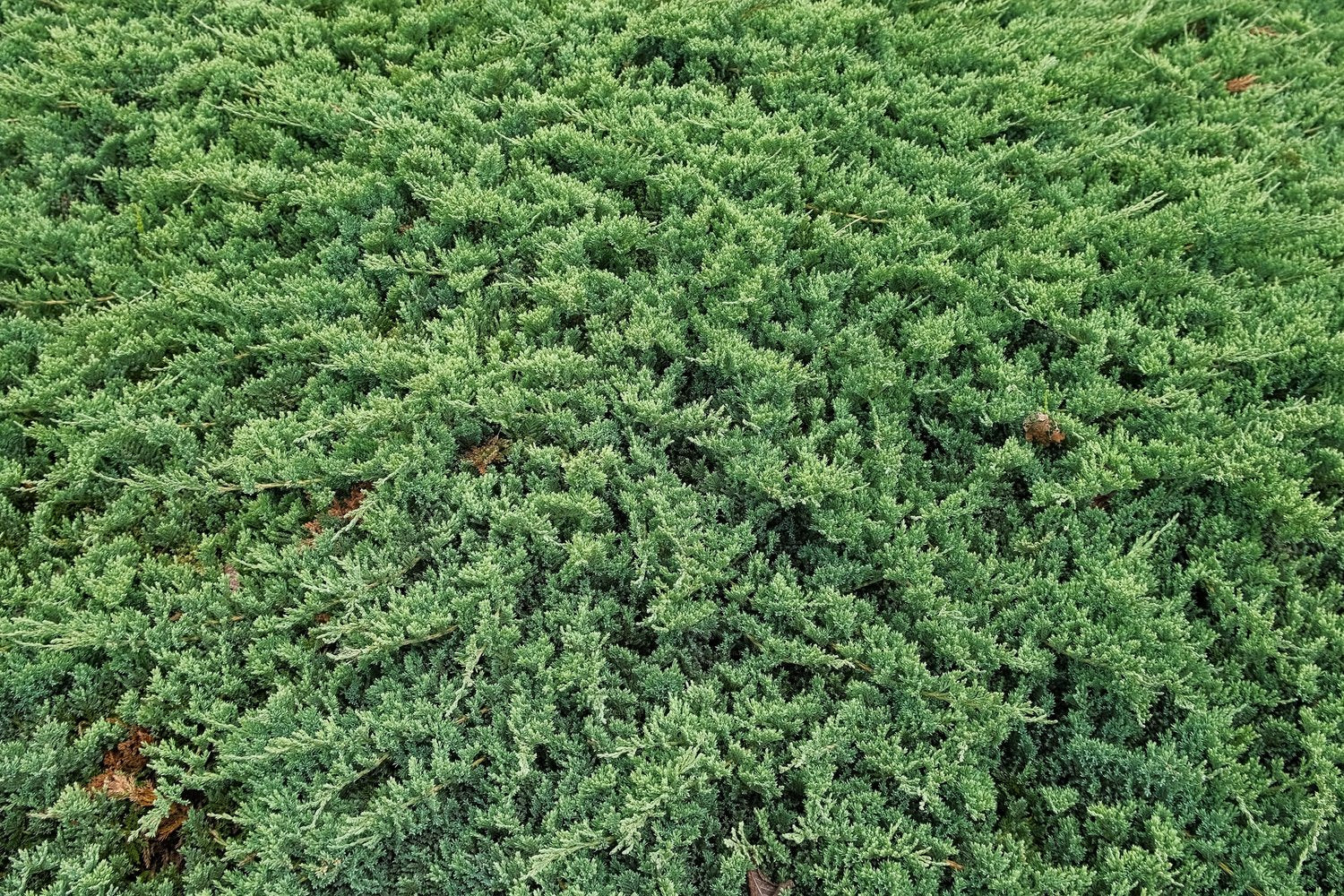 Juniperus procumbens 'Nana', 25-30 cm