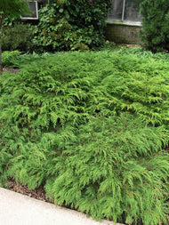 Microbiota decussata, 30-40 cm