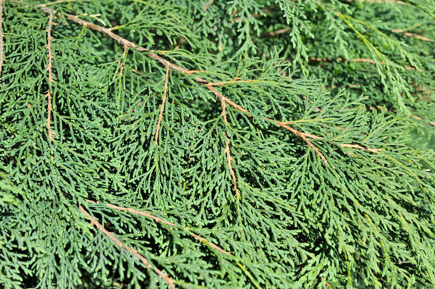 Microbiota decussata, 30-40 cm