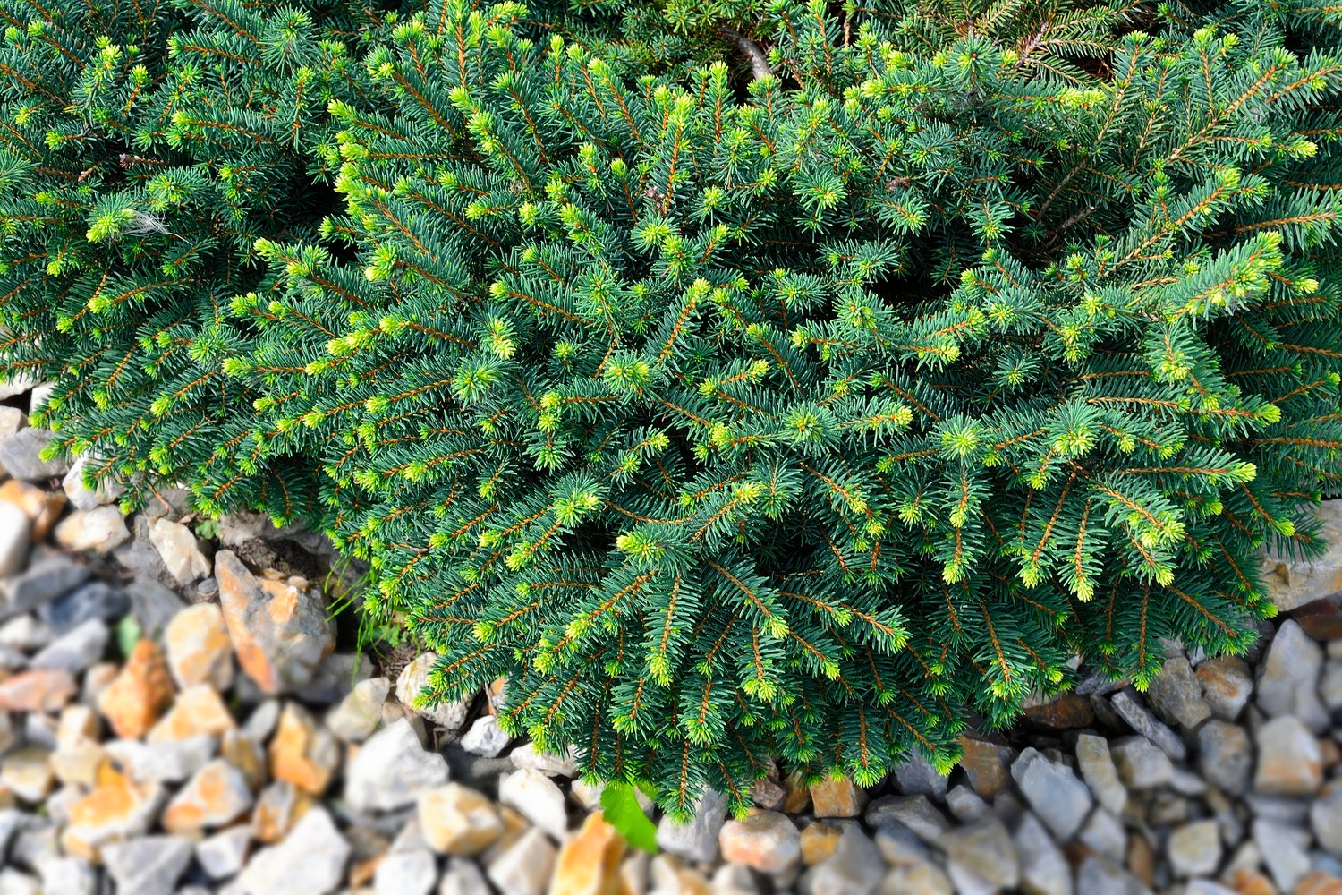 Picea omorika 'Karel', 25-30 cm