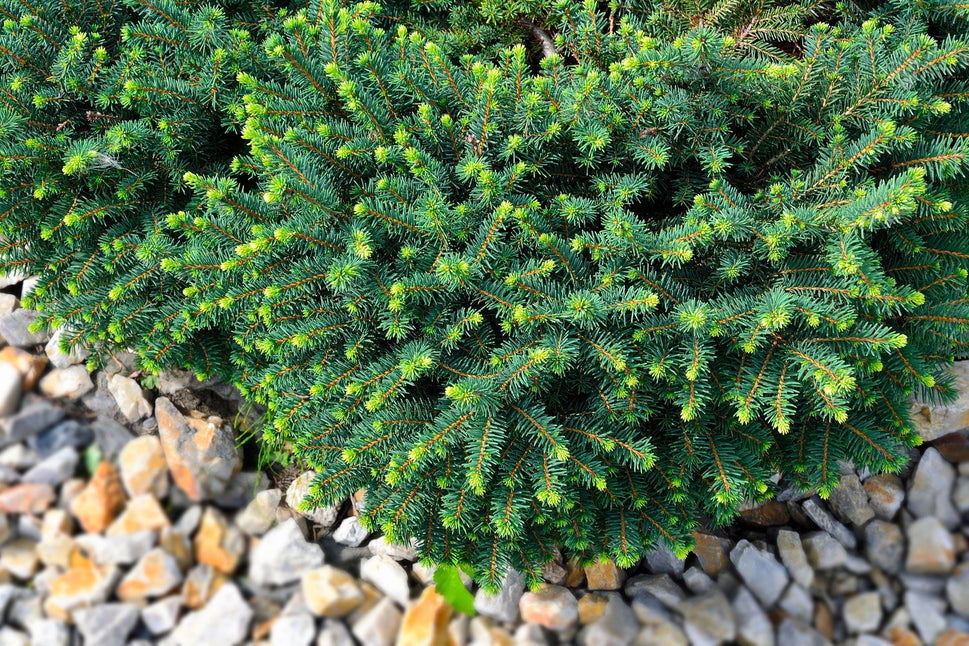 Picea omorika 'Karel', 25-30 cm