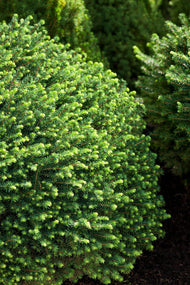Picea omorika 'Karel', 25-30 cm