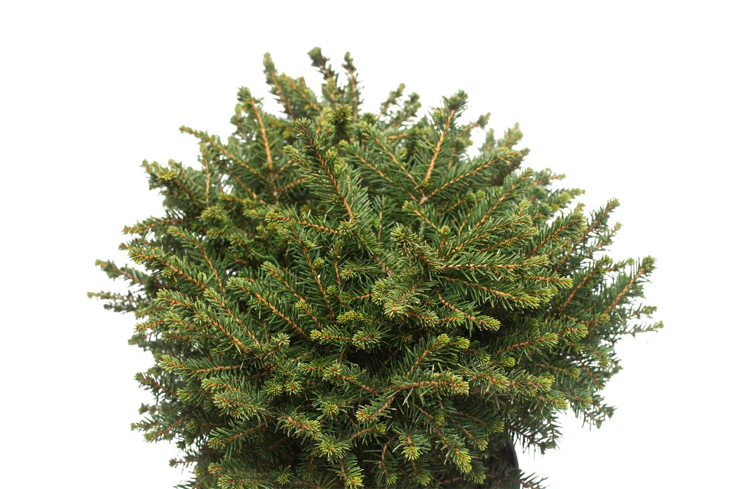 Picea omorika 'Karel', 25-30 cm