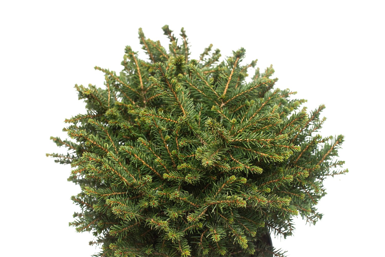 Picea omorika 'Karel', 25-30 cm