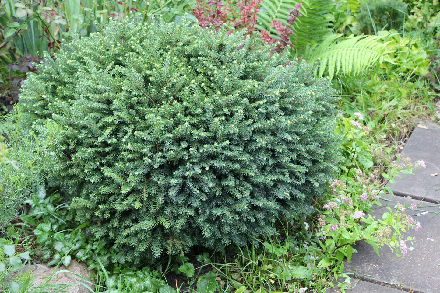 Picea omorika 'Karel', 25-30 cm