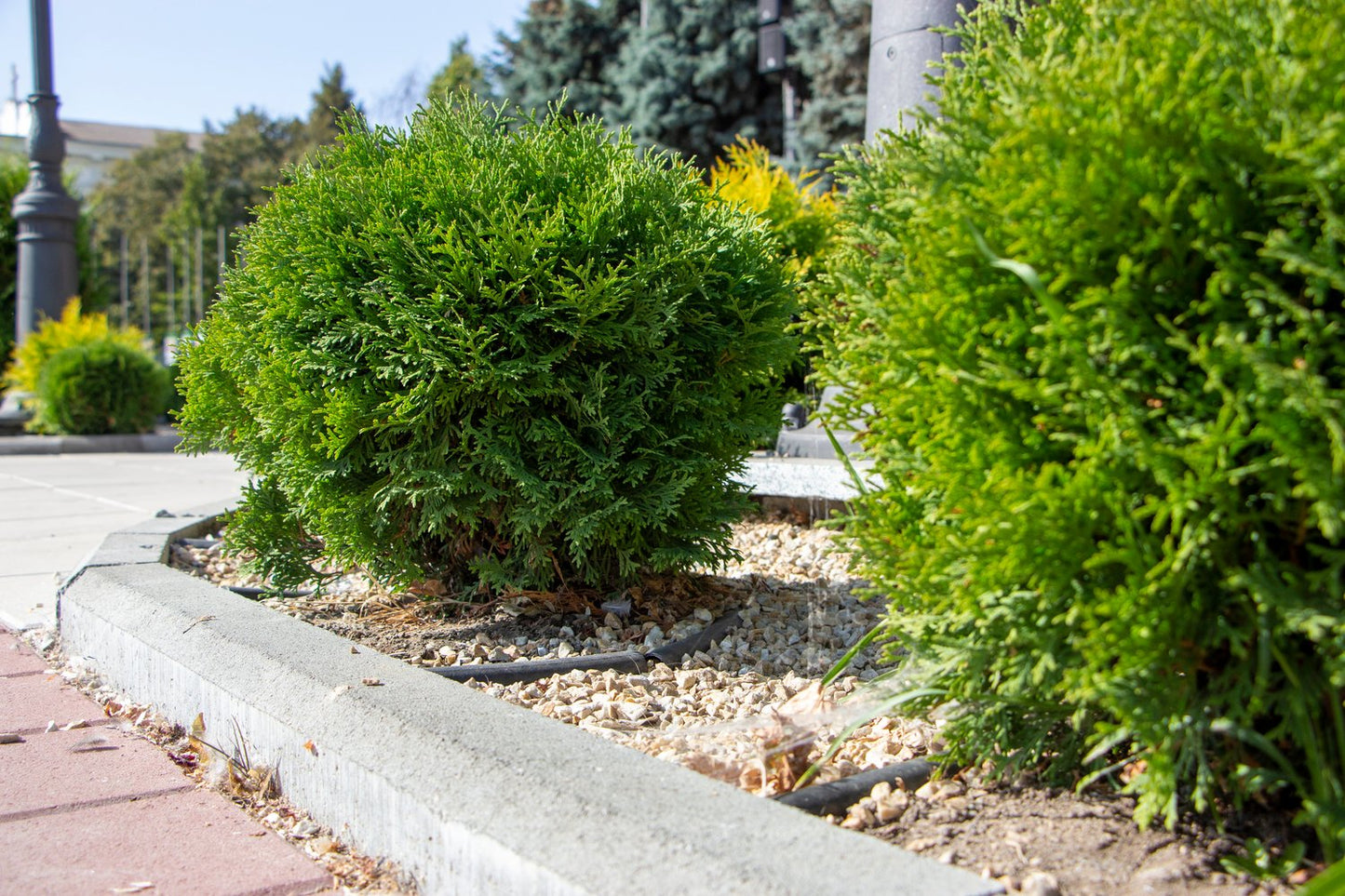 Thuja occidentalis 'Little Giant', 25-30 cm