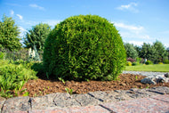 Thuja occidentalis 'Little Giant', 25-30 cm
