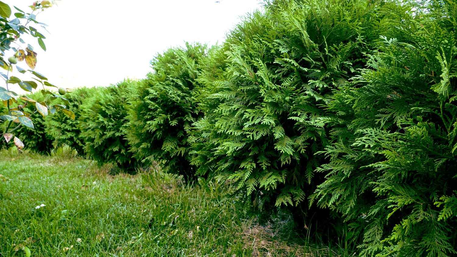 Thuja occidentalis 'Little Giant', 25-30 cm