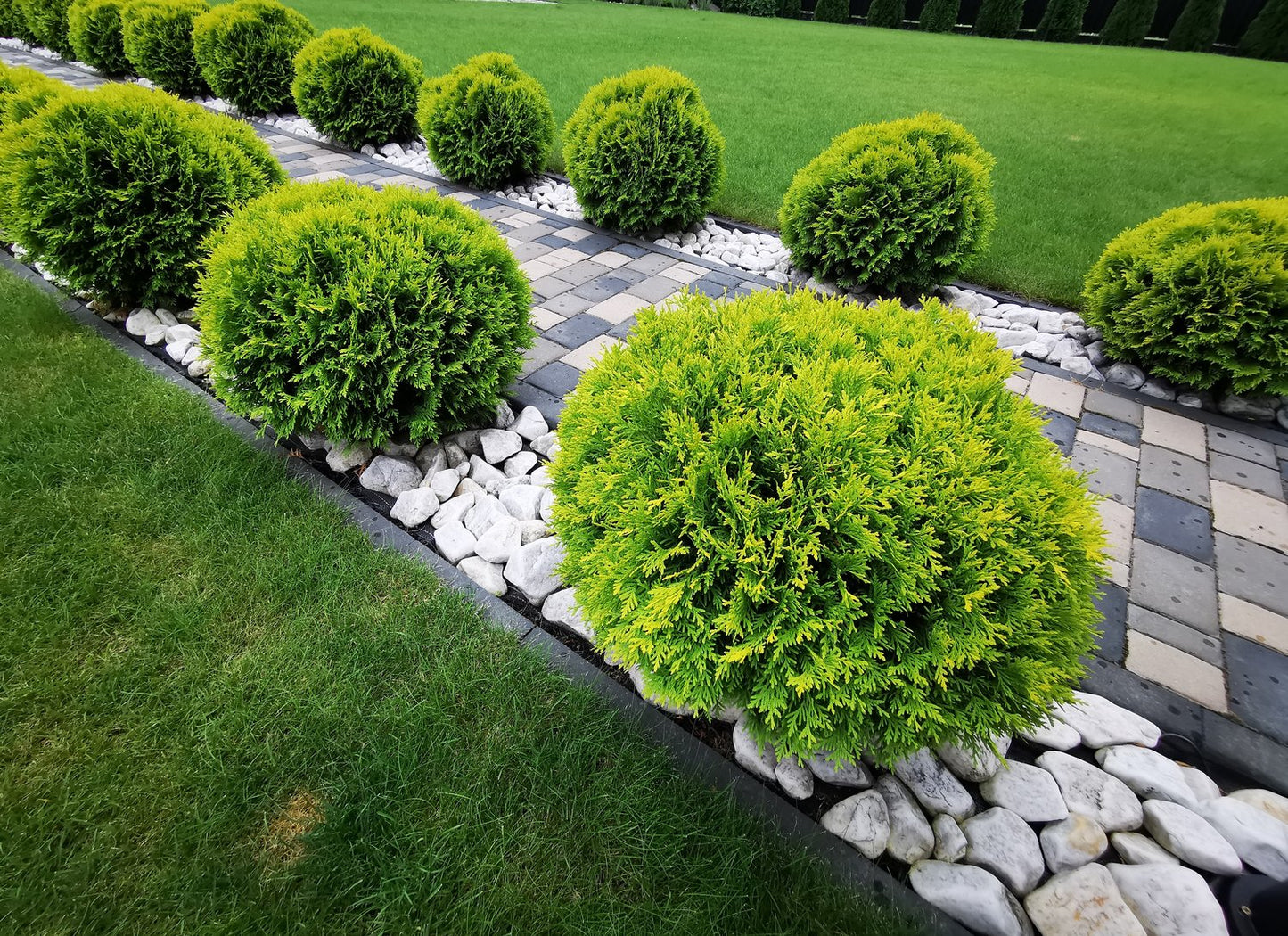 Thuja occidentalis 'Little Giant', 25-30 cm