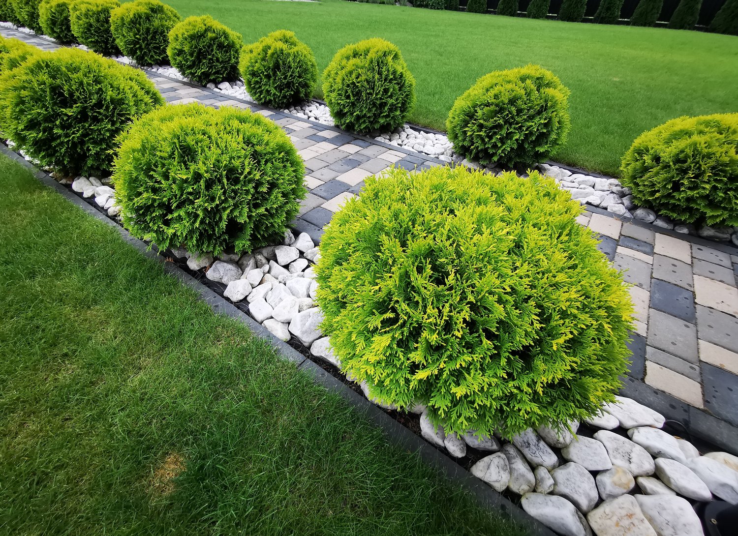Thuja occidentalis 'Little Giant', 25-30 cm