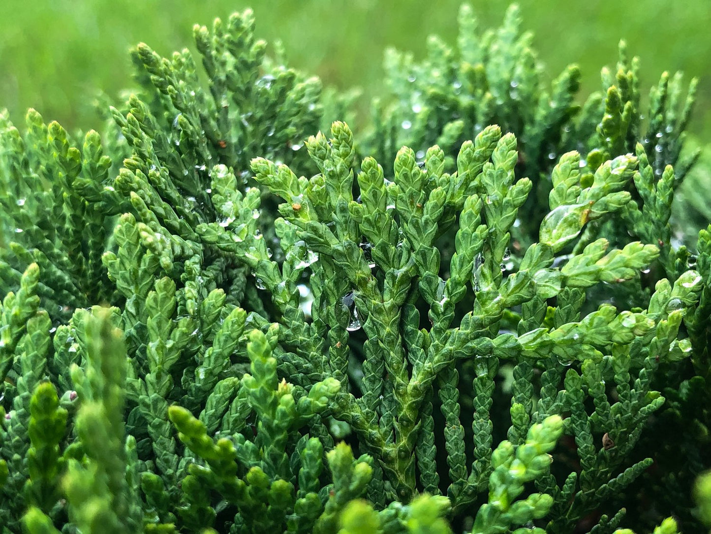 Thuja occidentalis 'Little Giant', 25-30 cm