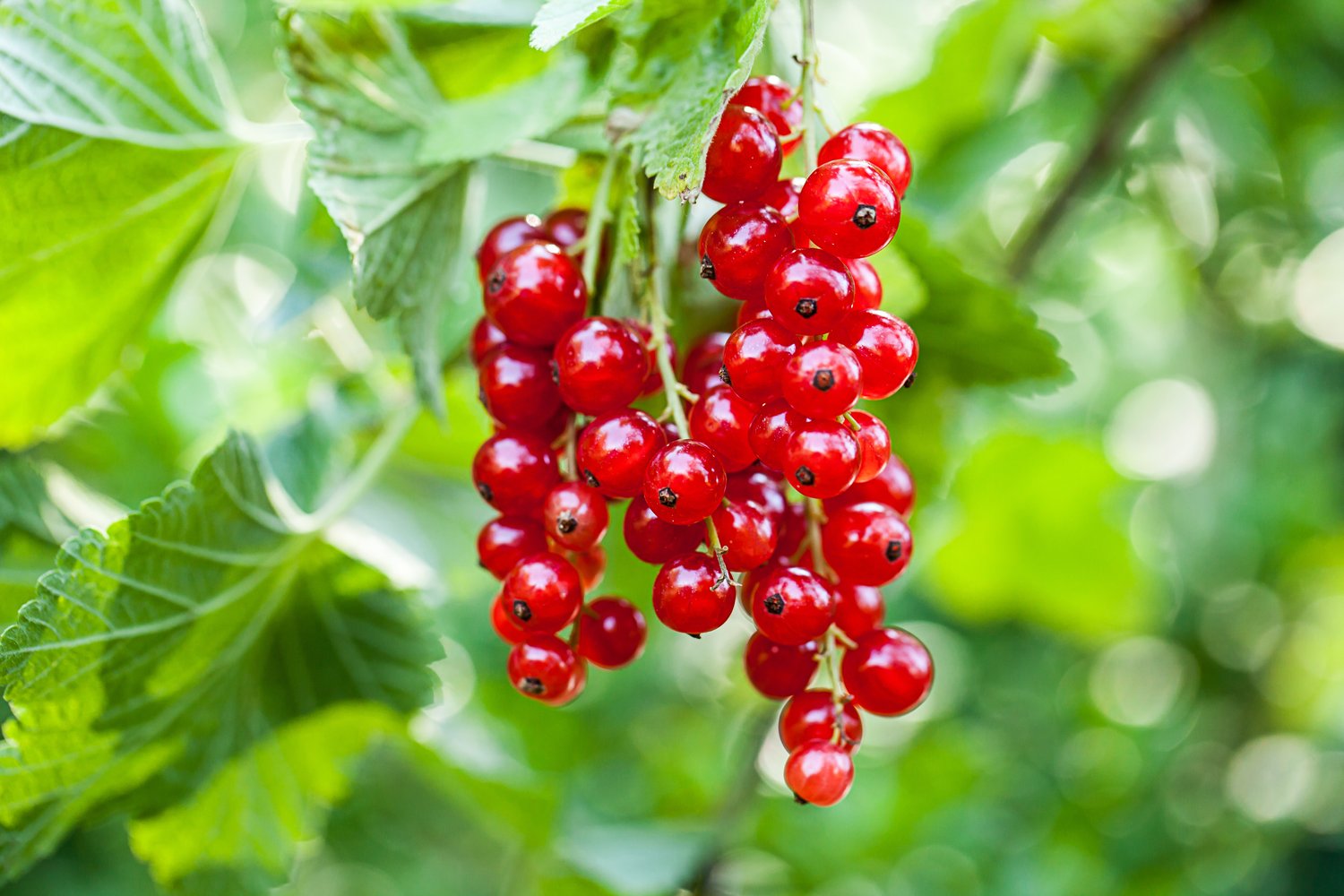 Ribes 'Rolan'