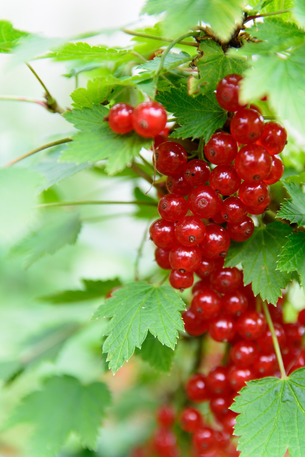 Ribes 'Rolan', STAM