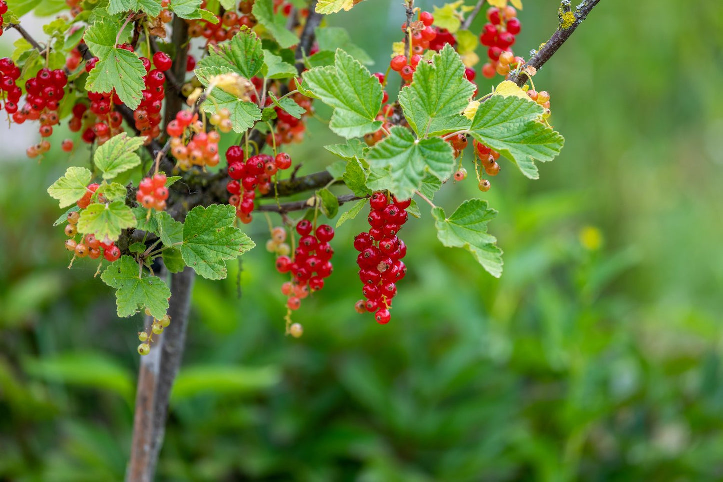 Ribes 'Rolan', STAM